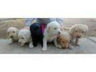 Labradoodle Puppy for sale in Cheyenne, WY, USA