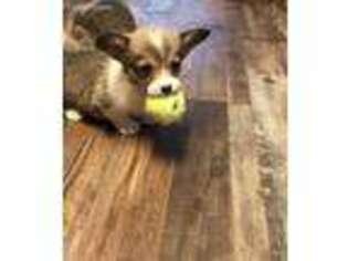 Pembroke Welsh Corgi Puppy for sale in Orange, TX, USA