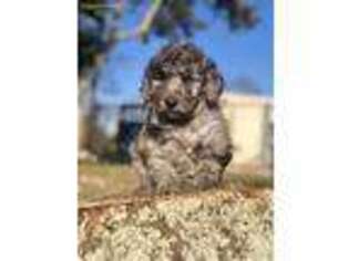 Mutt Puppy for sale in Jemison, AL, USA