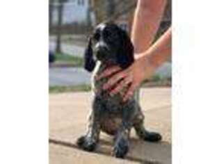 German Shorthaired Pointer Puppy for sale in Columbia, MD, USA
