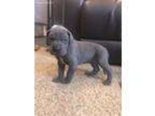 Great Dane Puppy for sale in Lucedale, MS, USA