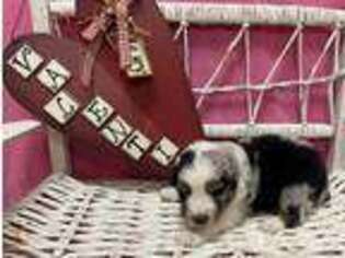 Australian Shepherd Puppy for sale in Rustburg, VA, USA