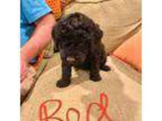Goldendoodle Puppy for sale in Abbeville, SC, USA