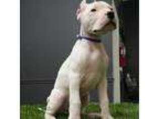 Medium Photo #1 Dogo Argentino Puppy For Sale in Atlanta, GA, USA