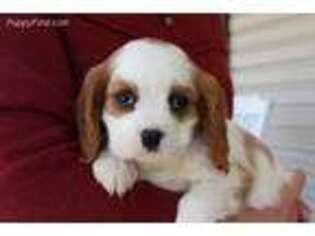 Cavalier King Charles Spaniel Puppy for sale in Kite, GA, USA