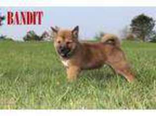 Shiba Inu Puppy for sale in Bernville, PA, USA