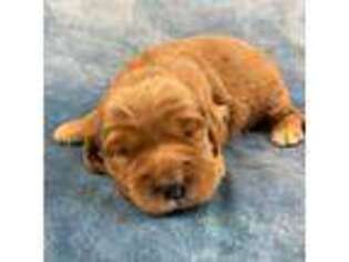 Golden Retriever Puppy for sale in Albany, GA, USA