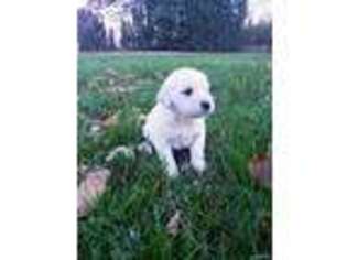 Mutt Puppy for sale in Rossville, IN, USA