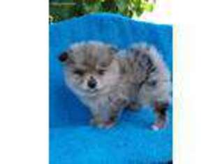Pomeranian Puppy for sale in Granite City, IL, USA