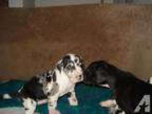Great Dane Puppy for sale in HEREFORD, AZ, USA