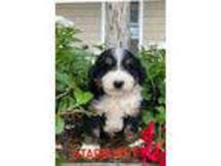 Mutt Puppy for sale in Sharon Grove, KY, USA