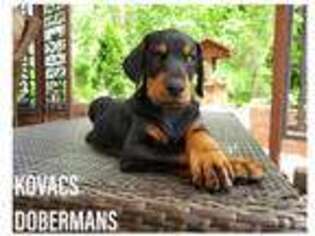 Doberman Pinscher Puppy for sale in Highlandville, MO, USA