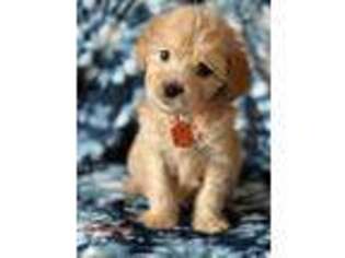 Goldendoodle Puppy for sale in Rogers, AR, USA