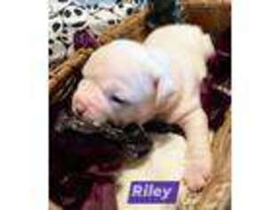 Bulldog Puppy for sale in Mc Connellsburg, PA, USA