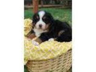 Bernese Mountain Dog Puppy for sale in Alamosa, CO, USA