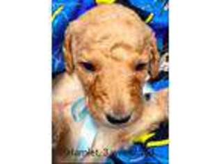 Mutt Puppy for sale in Munfordville, KY, USA