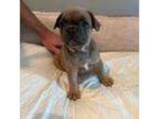 French Bulldog Puppy for sale in Oak Brook, IL, USA