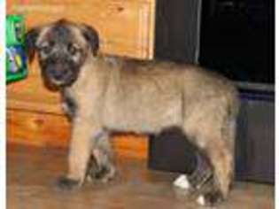 Irish Wolfhound Puppy for sale in Laurelville, OH, USA
