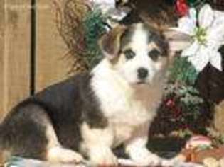 Pembroke Welsh Corgi Puppy for sale in Alton, MO, USA