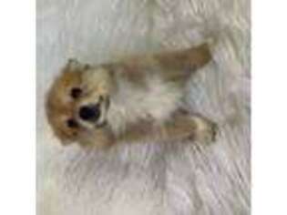Pomeranian Puppy for sale in Altamonte Springs, FL, USA