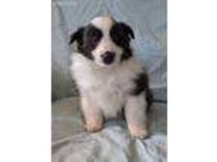 Shetland Sheepdog Puppy for sale in Huntsville, OH, USA
