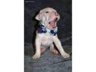 Dogo Argentino Puppy for sale in Brighton, CO, USA
