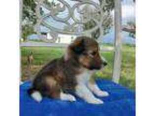 Shetland Sheepdog Puppy for sale in Kaufman, TX, USA