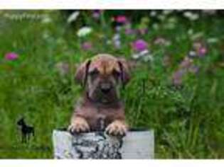 Great Dane Puppy for sale in Lake Geneva, WI, USA
