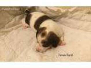 Dachshund Puppy for sale in Blacksburg, SC, USA