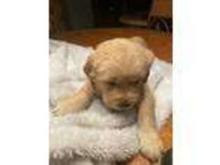 Golden Retriever Puppy for sale in Port Saint Lucie, FL, USA