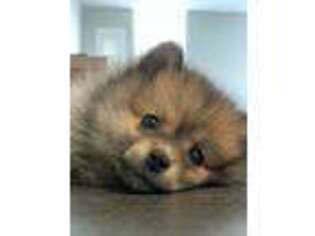 Pomeranian Puppy for sale in Easton, PA, USA