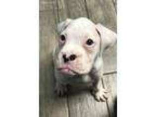 Boxer Puppy for sale in Utica, NY, USA
