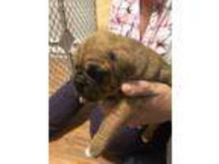Boxer Puppy for sale in Northford, CT, USA