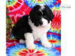 Mutt Puppy for sale in Abilene, TX, USA