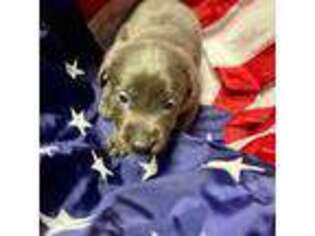 Labrador Retriever Puppy for sale in Grafton, WV, USA