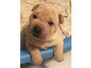 Mutt Puppy for sale in Mebane, NC, USA