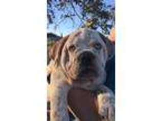 Olde English Bulldogge Puppy for sale in Mc Dade, TX, USA
