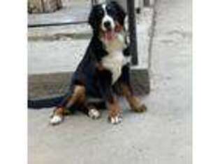 Bernese Mountain Dog Puppy for sale in Vineland, NJ, USA