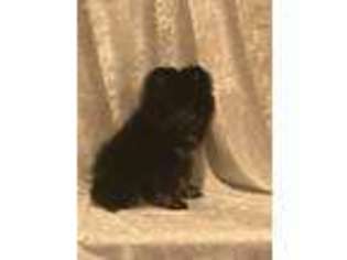 Pomeranian Puppy for sale in Garden City, MI, USA