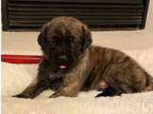 Mastiff Puppy for sale in Buckeye, AZ, USA