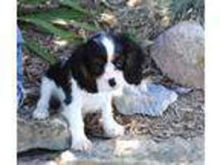 Cavalier King Charles Spaniel Puppy for sale in Brighton, IL, USA