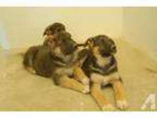 German Shepherd Dog Puppy for sale in HOLLISTER, ID, USA