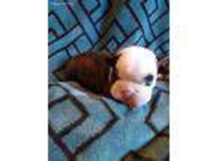 Bulldog Puppy for sale in Amarillo, TX, USA