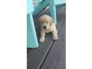Golden Retriever Puppy for sale in Belle Rive, IL, USA