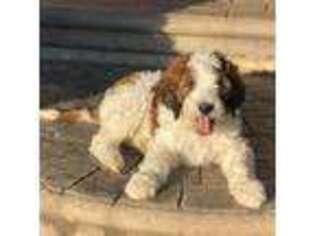 Mutt Puppy for sale in Ephrata, PA, USA