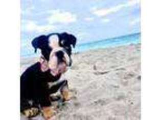 Bulldog Puppy for sale in West Palm Beach, FL, USA
