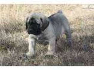 Mastiff Puppy for sale in Tuscaloosa, AL, USA