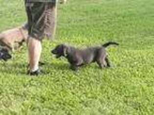 Labrador Retriever Puppy for sale in Mansfield, OH, USA