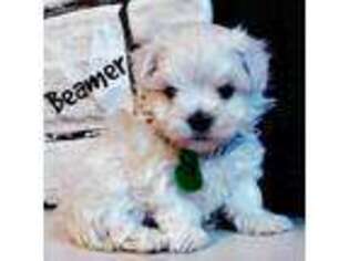 Maltese Puppy for sale in Snohomish, WA, USA