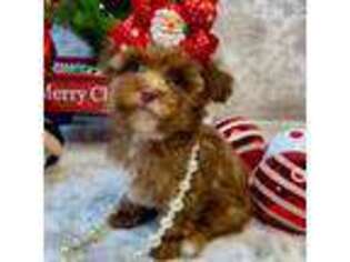 Mutt Puppy for sale in Stantonville, TN, USA
